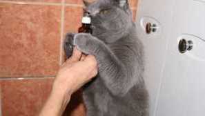 Защо котките обичат валериан и как тя действа върху котките